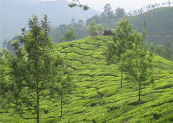 Madurai-Munnar